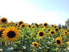 -长白岛森林公园