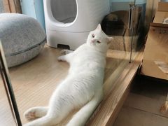 -老吴的猫·猫舍(新区店)