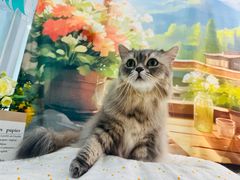 -爱洗澡的猫(望京店)