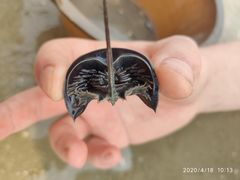 -红树林天天赶海