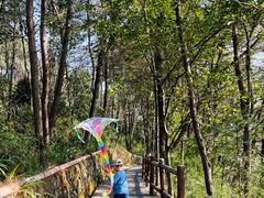 -铁山坪森林公园