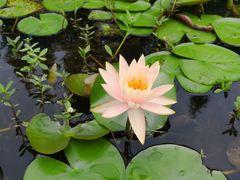 -艾溪湖湿地公园