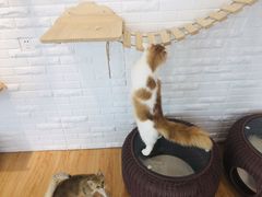 -momokira米努特·德文卷毛猫·棉花面纱犬