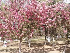 -长白岛森林公园