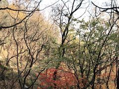 -北京鹫峰国家森林公园