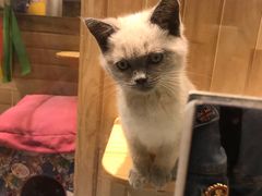 -藏猫猫咖啡主题馆(中央大道店)