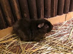 -藦茜花园宠物主题亲子互动体验馆(国顺东路店)