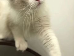 -猫大福·Fortune Cat猫舍(百子湾店)
