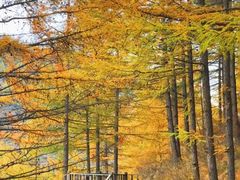 -苏木山森林公园