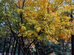 -阳台山自然风景区