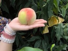 -南汇水蜜桃采摘(大团店)