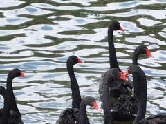 -长春市南湖公园