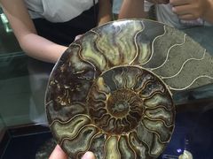 -青岛贝壳博物馆