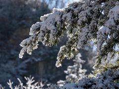 -陕西省红河谷森林公园