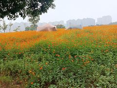 -洋湖国家湿地公园