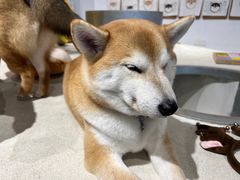 -柴务处·柴犬主题狗咖
