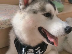 -Husky Go! 哈士奇体验馆·宠物咖啡厅狗咖
