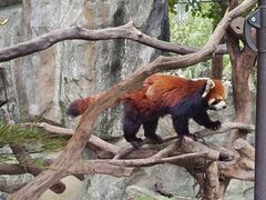 -常州淹城野生动物世界