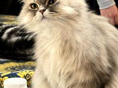 -平行世界·猫咖(首经贸店)