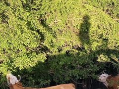 -乌兰布统草原