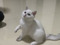 -lincat·猫舍(广州店)