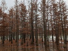 -白鹭湾湿地公园