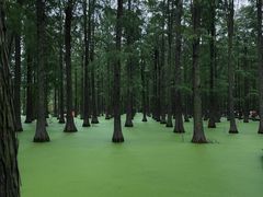 -渌洋湖湿地公园