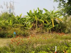 -芒洲湿地公园