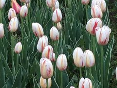 -长春公园(普阳街道)