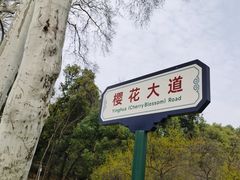 -武汉大学-樱园