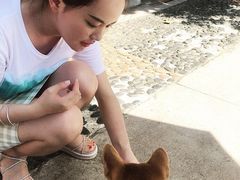 -柴犬高等学院·狗咖·柴犬售卖·宠物训练