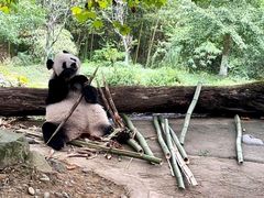 -都江堰中华大熊猫苑