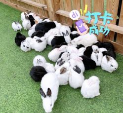 -萌宠亲子动物乐园(槐房万达店)