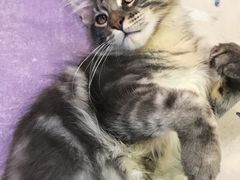 -十年猫舍·猫咪专门店(普陀店)