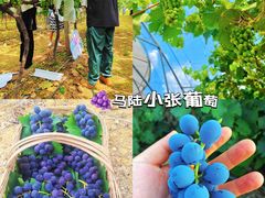 -樂桃源奉贤黄桃种植采摘基地
