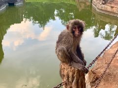 -海南热带野生动植物园