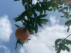 -嘉北郊野公园