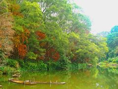 -深圳仙湖植物园