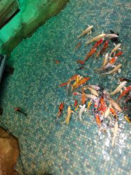 -酷嗒动物文化乐园(cutezoo西溪乐天城店)