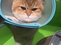 -唐小姐の私宠·宠物洗护美容·撸猫馆·购宠(周浦万达旗舰店)