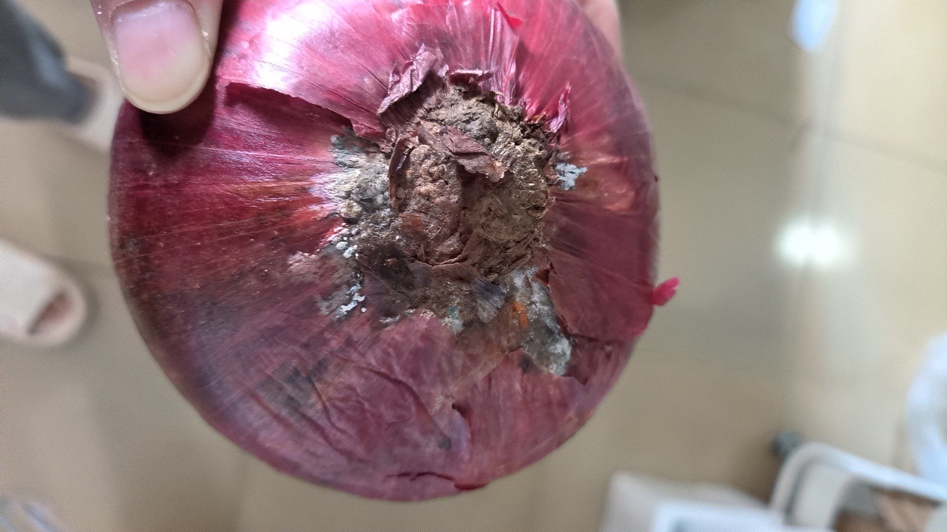 昨晚九点买的洋葱今天一看是坏的