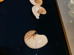 -青岛贝壳博物馆