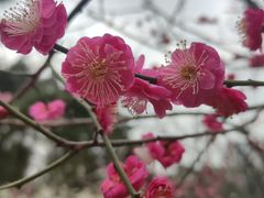 -南京古林公园