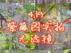 -嘉定紫藤园