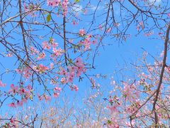 -天适樱花悠乐园