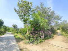 -北京西山国家森林公园