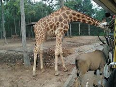 -清迈夜间动物园