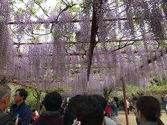-嘉定紫藤园