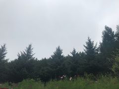 -塞罕坝国家级自然保护区