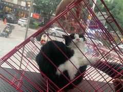 -格蕾宠物医院24H·猫科·肿瘤科·骨科中心(福州总院)
